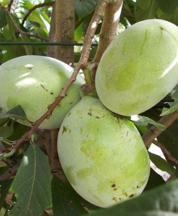 Asimina triloba 'Prima'