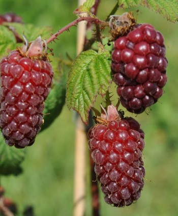 Malinočernica ‘Tayberry...