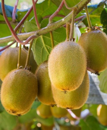 Kiwi veľkoplodá 'Solo'