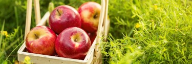 Jabloň, výsadbový a výchovný rez